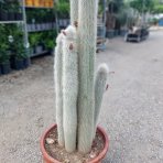 Kaktus starého muža (Cleistocactus strausii) ´4v1´- výška 130-140 cm, kont. C40L (-5°C) - STARÝ A VZÁCNY EXEMPLÁR